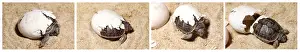 Eggs: Greek Tortoise Hatching, Testudo graeca