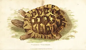 Testudo: Greek tortoise, Testudo graeca