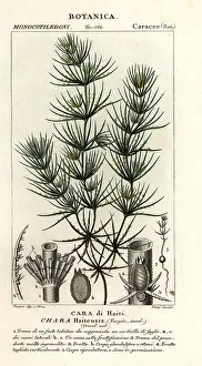 Chara: Green algae, Chara haitensis
