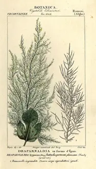 Carini: Green algae, Draparnaldia hypnosis