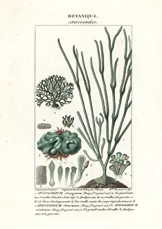 Imperialis: Green algae Spongodium species