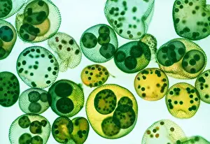 Photo Researchers: Green algae, Volvox sp. LM