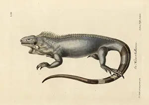 Iguana: Green or American iguana, Iguana iguana