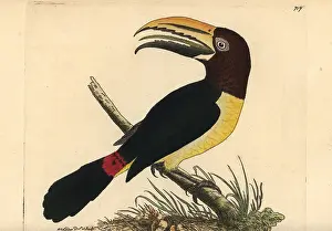 Viridis: Green aracari toucan, Pteroglossus viridis