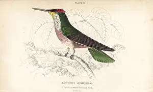 Trochilus: Green-backed firecrown, Sephanoides sephaniodes