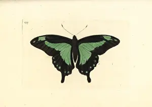Green Banded: Green-banded swallowtail butterfly, Papilio phorcas