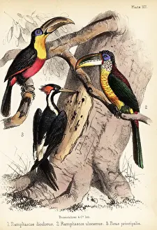 Critically Endangered: Green-billed toucan, curl-crested aracari and