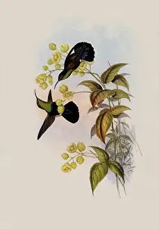 Carib: Green-Breasted Carib, Eulampis Holosericeus