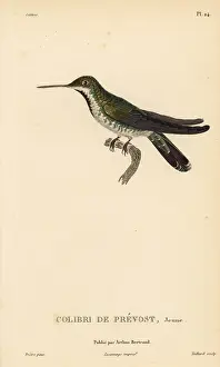 Colibri: Green-breasted mango, Anthracothorax prevostii. Juvenile
