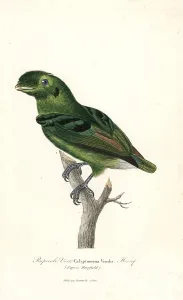 Horsfield: Green broadbill, Calyptomena viridis