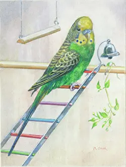 Budgerigar: Green Budgerigar on a ladder, with bell