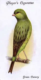 Canaries: Green Canary