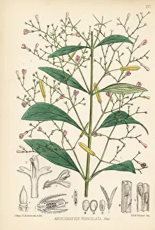 Bitters: Green chirayta, Andrographis paniculata