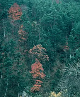 Nemec: Green and colored trees