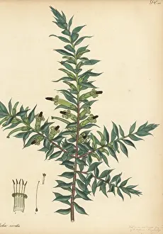 New South Wales: Green five corners, Styphelia viridis