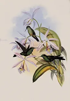 Orchids: Green-Crowned Brilliant, Heliodoxa Jacula
