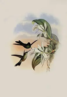 Orchids: Green-Crowned Brilliant, Heliodoxa Jacula