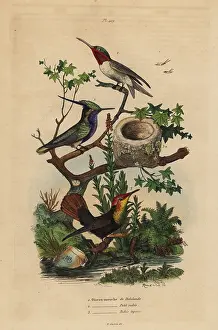 Archilochus: Green-crowned plovercrest, ruby-throated and