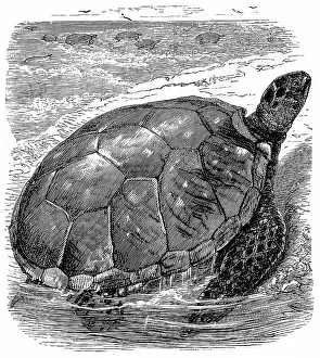 Imported: Green (Edible Turtle - Chelonia mydas. Turtle