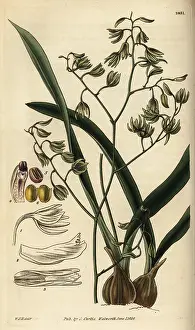 Encyclia: Green-flowered encyclia orchid, Encyclia viridiflora