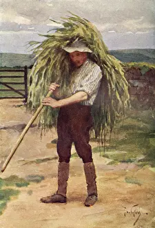 Fodder: GREEN FODDER