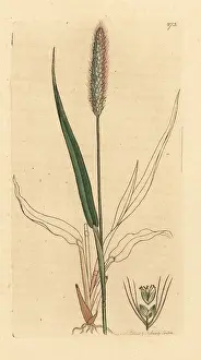 Panicum: Green foxtail grass, Setaria viridis