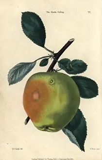 Mcintosh: Green fruit and leaves of the Manx Codlin