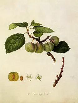Linnaeus: Green Gages