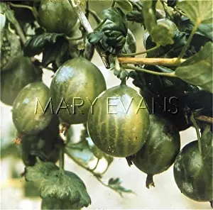 Gooseberries: GREEN GEM GOOSEBERRIES