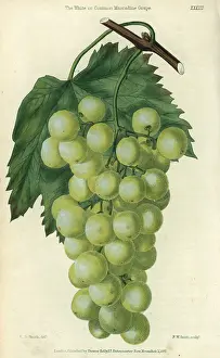 Florilegius Collection: Green grapes, vine and leaf of the White or