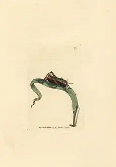 Gryllus: Green grasshopper, Omocestus viridulus