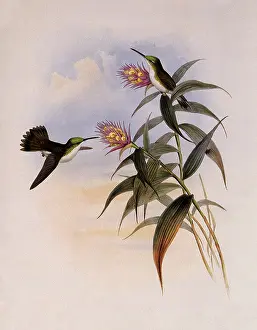 Thaumatias: Green-Headed Emerald, Thaumatias Viridiceps