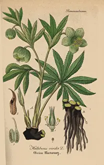Gewachse: Green hellebore, Helleborus viridis