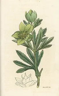 Hellebore: Green hellebore, Helleborus viridis