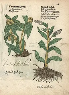 Albus: Green hellebore, Helleborus viridis, and false