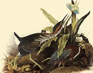 Storks: Green Herons