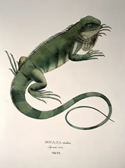 Iguana: green iguana