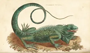 Iguana: Green iguana, Iguana iguana