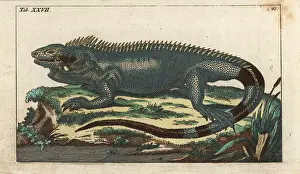 Iguana: Green iguana, Iguana iguana