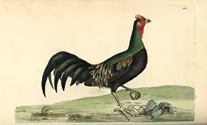 Varius: Green junglefowl, Gallus varius