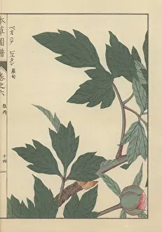 Color Printed: Green leaves, branches, and peony bud with