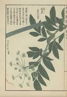 1786 1842: Green leaves and small white florets of the