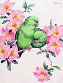 Parakeets: Two green love birds and blossom