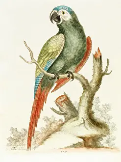 Castle Howard Collection: The green macaw