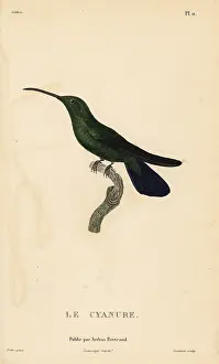 Colibri: Green mango hummingbird, Anthracothorax viridis. Male