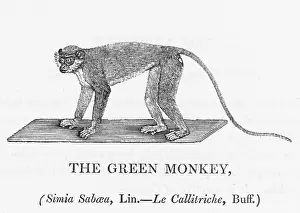 Buffon: GREEN MONKEY (BEWICK)