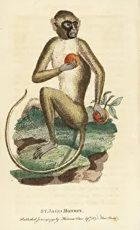 Chlorocebus: Green monkey, Chlorocebus sabaeus