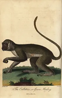 Sibly: Green monkey, Chlorocebus sabaeus