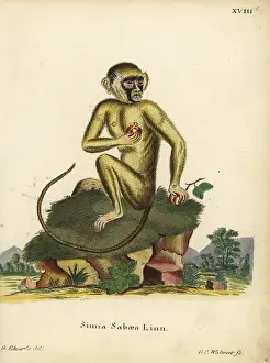 Schreber: Green monkey, Chlorocebus sabaeus