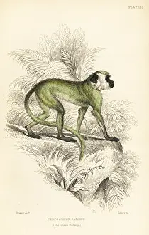 Ediburgh: Green monkey, Chlorocebus sabaeus